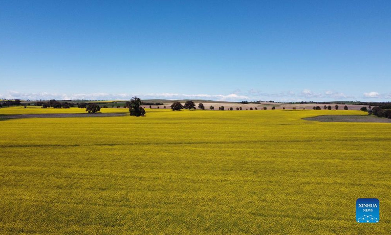 Aerial photo taken on Oct. 19, 2021 shows a view of a canola field outside Canberra, capital of Australia. Photo: Xinhua