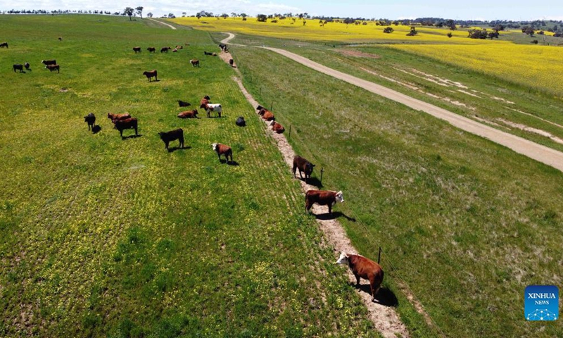 Aerial photo taken on Oct. 19, 2021 shows a view of a canola field outside Canberra, capital of Australia. Photo: Xinhua