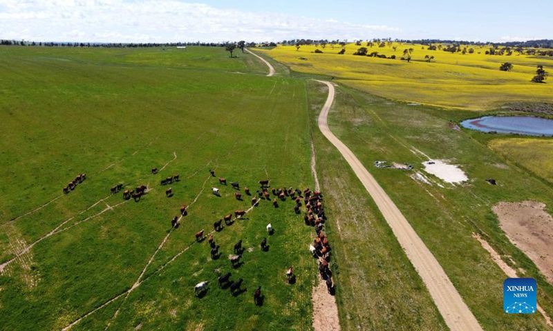Aerial photo taken on Oct. 19, 2021 shows a view of a canola field outside Canberra, capital of Australia. Photo: Xinhua