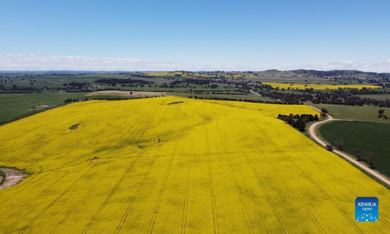 Aerial photo taken on Oct. 19, 2021 shows a view of a canola field outside Canberra, capital of Australia. Photo: Xinhua