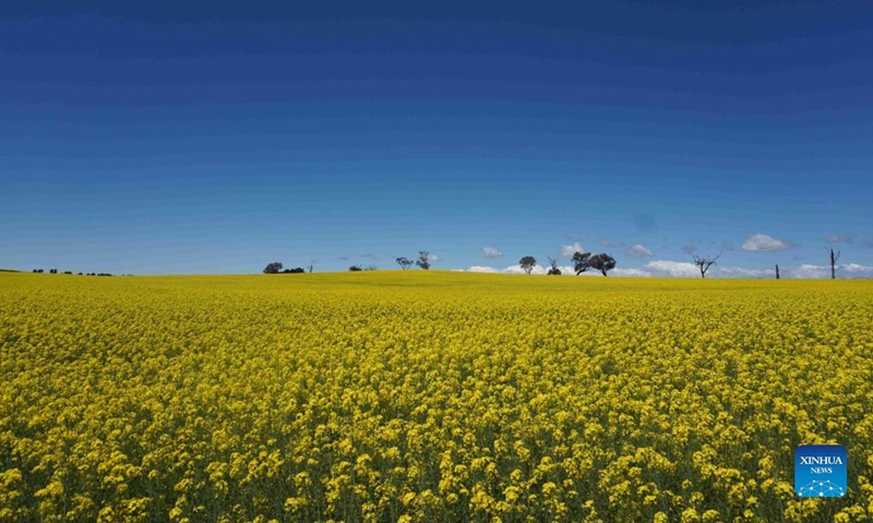 Aerial photo taken on Oct. 19, 2021 shows a view of a canola field outside Canberra, capital of Australia. Photo: Xinhua