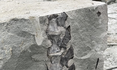 A photo shows a possible dinosaur fossil discovered at quarry in Sichuan Province. Photo: Sina Weibo 