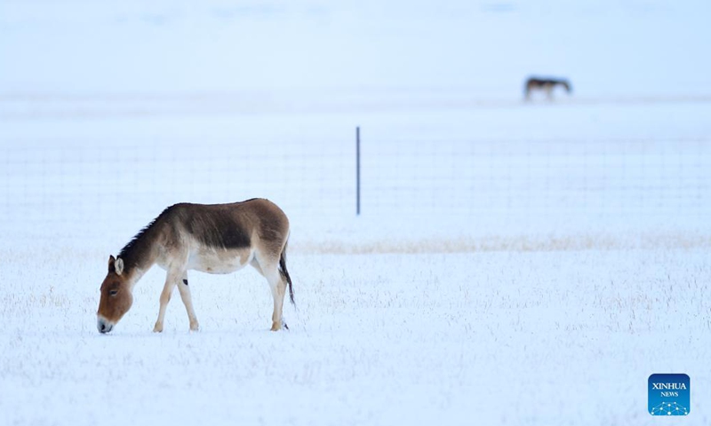 Photo taken on Oct. 20, 2021 shows Tibetan wild donkeys at the source of the Yellow River section of the Sanjiangyuan National Park in Golog Tibetan Autonomous Prefecture of northwest China's Qinghai Province.Photo:Xinhua