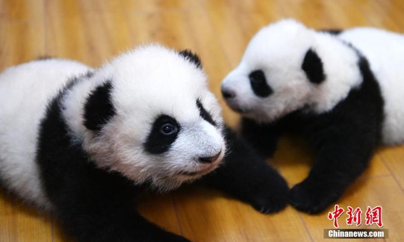 Photo taken on Oct. 20, 2021 shows two panda cubs at Shenshuping base of China Conservation and Research Center for the Giant Panda, Wolong National Nature Reserve, Sichuan Province.Photo:China News Service