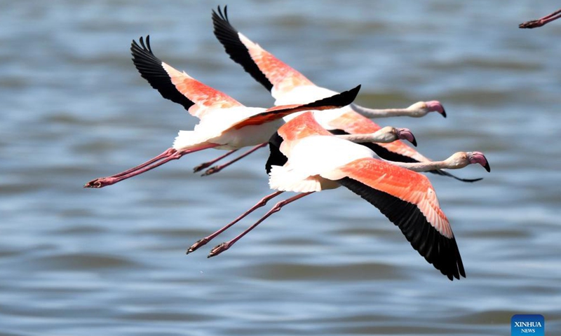 Flamingos fly over a beach in Kuwait City, Kuwait, Oct. 21, 2021.Photo:Xinhua