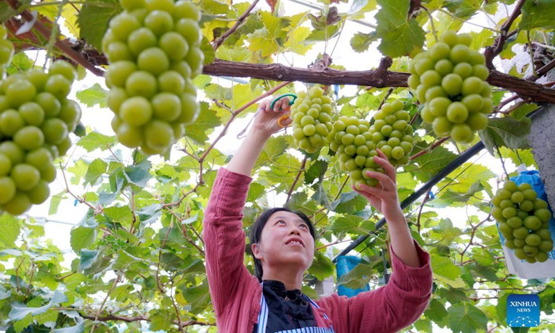 A staff member picks grapes in Nanmazhuang Village of Xinhe County in north China's Hebei Province, Sept. 23, 2021. Xinhe County boosts rural vitalization by developing distinctive agricultural products, improving living environment and elevating governance capability.Photo:Xinhua