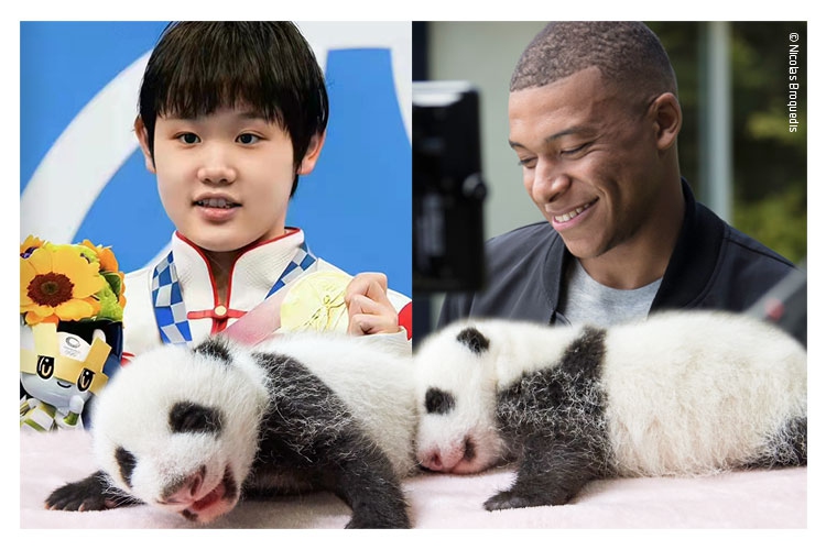Chinese diver Zhang Jiaqi (left) and French football player Kylian Mbappe (right). Photo: Beauval Zoo