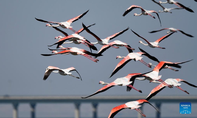 Flamingos fly over a beach in Kuwait City, Kuwait, Oct. 21, 2021.Photo:Xinhua
