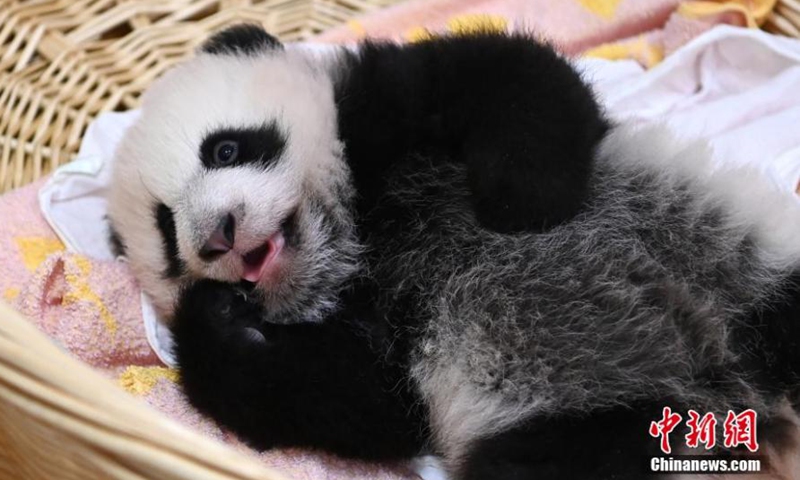 Photo taken on Oct. 20, 2021 shows a panda cub at Shenshuping base of China Conservation and Research Center for the Giant Panda, Wolong National Nature Reserve, Sichuan Province.Photo:China News Service
