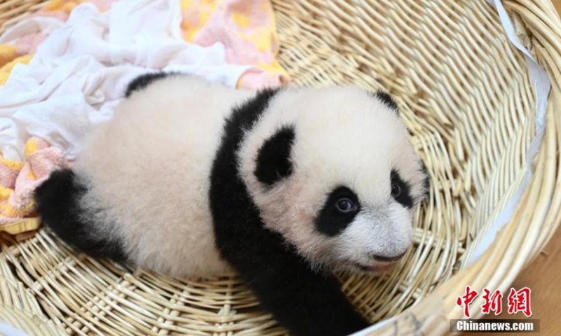 Photo taken on Oct. 20, 2021 shows a panda cub at Shenshuping base of China Conservation and Research Center for the Giant Panda, Wolong National Nature Reserve, Sichuan Province.Photo:China News Service
