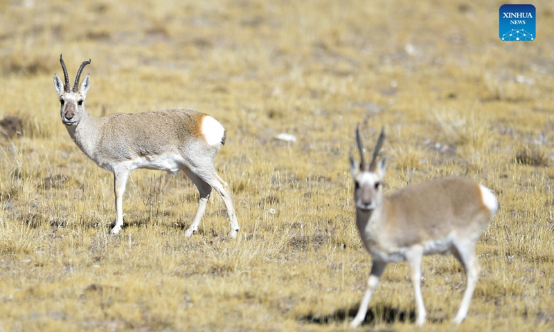 Photo taken on Oct. 19, 2021 shows Tibetan antelopes at the source of the Yellow River section of the Sanjiangyuan National Park in Golog Tibetan Autonomous Prefecture of northwest China's Qinghai Province.Photo:Xinhua