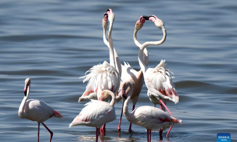 Flamingos forage on a beach in Kuwait City, Kuwait, Oct. 21, 2021.Photo:Xinhua