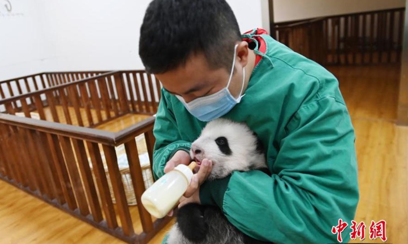 A breeder feeds a giant panda cub at Shenshuping base of China Conservation and Research Center for the Giant Panda, Wolong National Nature Reserve, Sichuan Province, Oct. 20, 2021.Photo:China News Service