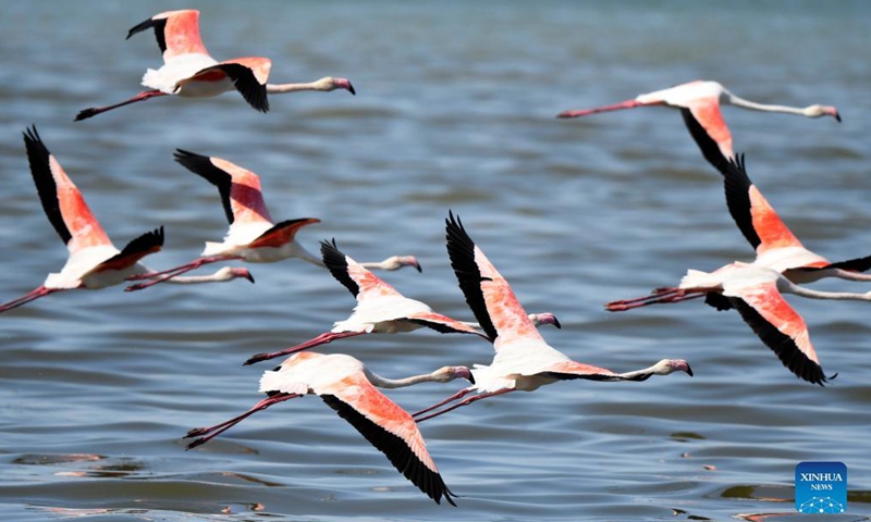 Flamingos fly over a beach in Kuwait City, Kuwait, Oct. 21, 2021.Photo:Xinhua