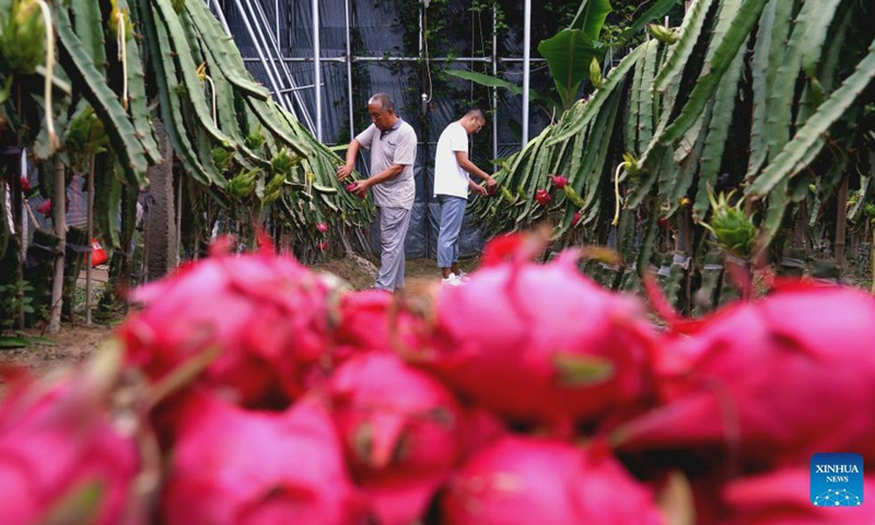 Staff members pick pitayas at Wulipu Village of Xinhe County in north China's Hebei Province, Sept. 17, 2021. Xinhe County boosts rural vitalization by developing distinctive agricultural products, improving living environment and elevating governance capability.Photo:Xinhua