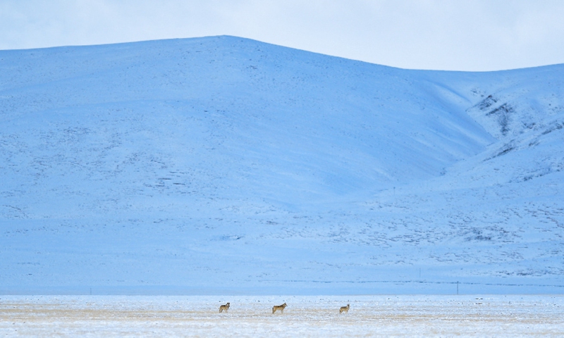 Photo taken on Oct. 20, 2021 shows three wolves at the source of the Yellow River section of the Sanjiangyuan National Park in Golog Tibetan Autonomous Prefecture of northwest China's Qinghai Province.Photo:Xinhua