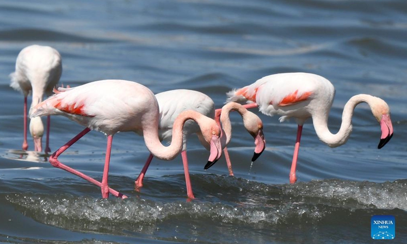 Flamingos forage on a beach in Kuwait City, Kuwait, Oct. 21, 2021.Photo:Xinhua