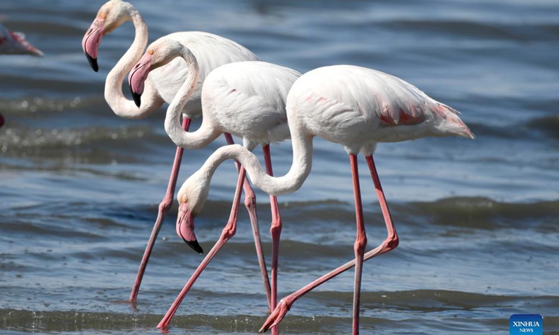 Flamingos forage on a beach in Kuwait City, Kuwait, Oct. 21, 2021.Photo:Xinhua