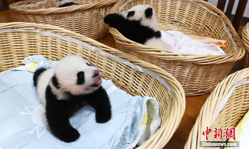 Photo taken on Oct. 20, 2021 shows two panda cubs at Shenshuping base of China Conservation and Research Center for the Giant Panda, Wolong National Nature Reserve, Sichuan Province.Photo:China News Service
