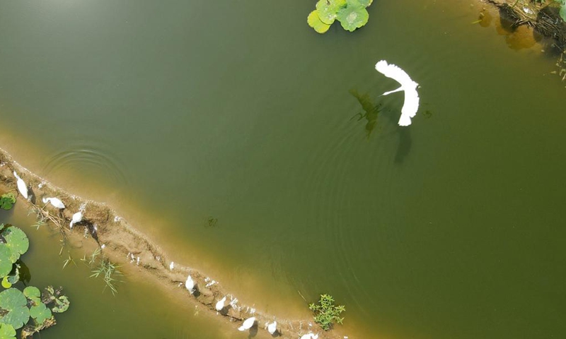 Aerial photo taken on Aug. 3, 2021 shows egrets at Baixuekou Village of Xinhe County in north China's Hebei Province. Xinhe County boosts rural vitalization by developing distinctive agricultural products, improving living environment and elevating governance capability.Photo:Xinhua