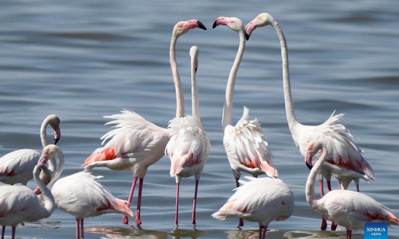 Flamingos forage on a beach in Kuwait City, Kuwait, Oct. 21, 2021.Photo:Xinhua
