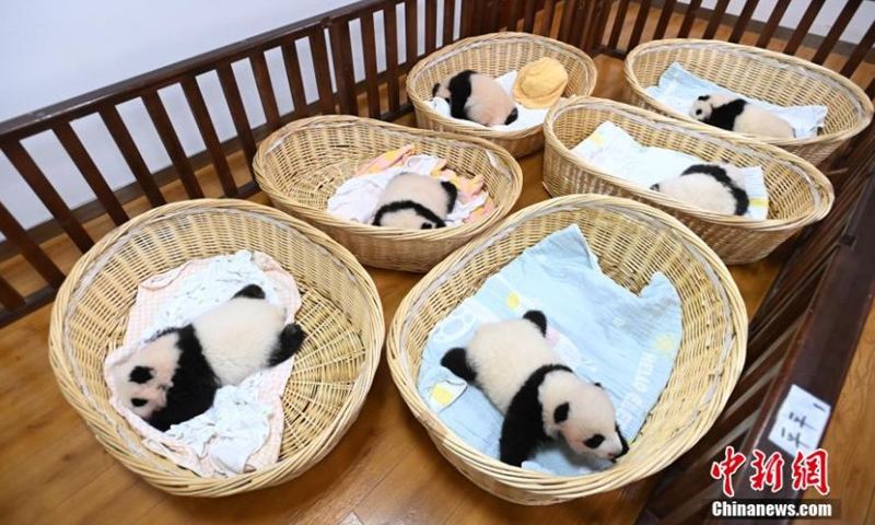 Six giant panda cubs rest in baskets at Shenshuping base of China Conservation and Research Center for the Giant Panda, Wolong National Nature Reserve, Sichuan Province, Oct. 20, 2021.Photo:China News Service