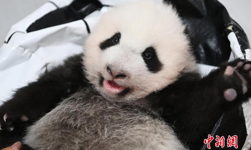 Photo taken on Oct. 20, 2021 shows a panda cub at Shenshuping base of China Conservation and Research Center for the Giant Panda, Wolong National Nature Reserve, Sichuan Province.Photo:China News Service