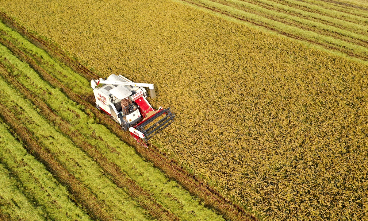 A harvester reaps crops at a sea rice field outside Lianyungang, East China's Jiangsu Province on October 24, 2021. The rice field was reclaimed from a former seaside salt pitch covering an area of 20,000 mu (1,333.33 hectares). China has more than 1 billion mu of saline-alkali land that has not been cultivated so far, with promising potential. Photo: VCG