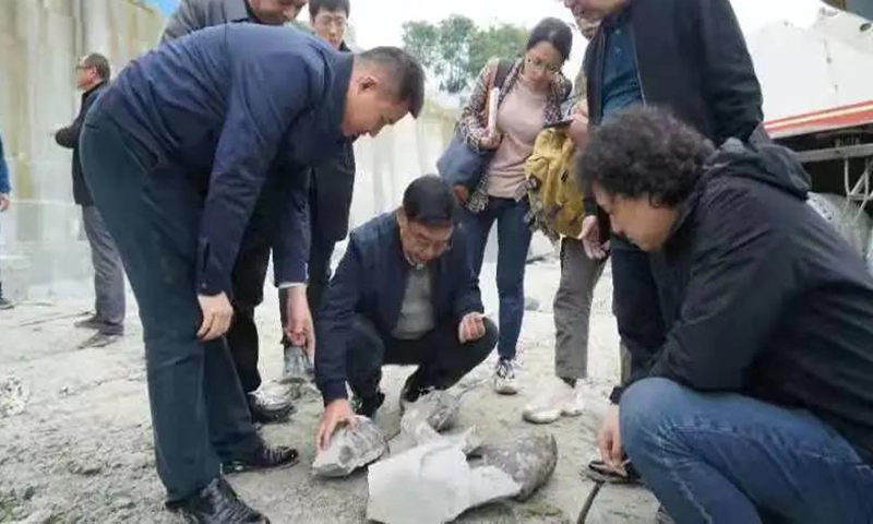 The photo shows the dinosaur fossil discovered at a construction site in Sichuan Province. Photo: Weibo 
