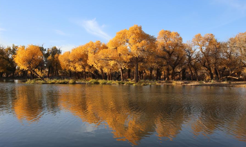 Populus euphratica trees are seen in Ejin Banner, north China's Inner Mongolia Autonomous Region, Oct. 10, 2018. Photo: Xinhua
