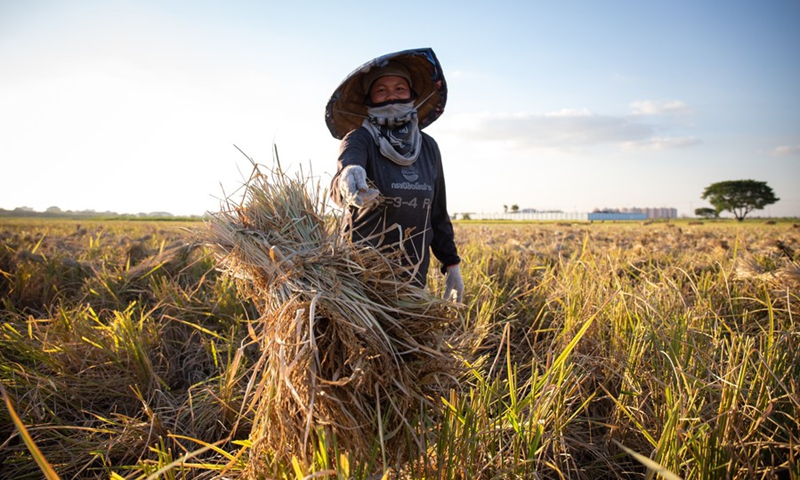 A farmer harvests rice in a paddy field in Meung Noy Village of Saysettha District in Lao capital Vientiane, Oct. 25, 2021. (Photo: Xinhua)