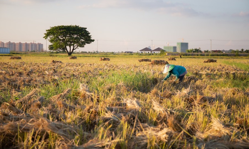 A farmer harvests rice in a paddy field in Meung Noy Village of Saysettha District in Lao capital Vientiane, Oct. 25, 2021. (Photo: Xinhua)