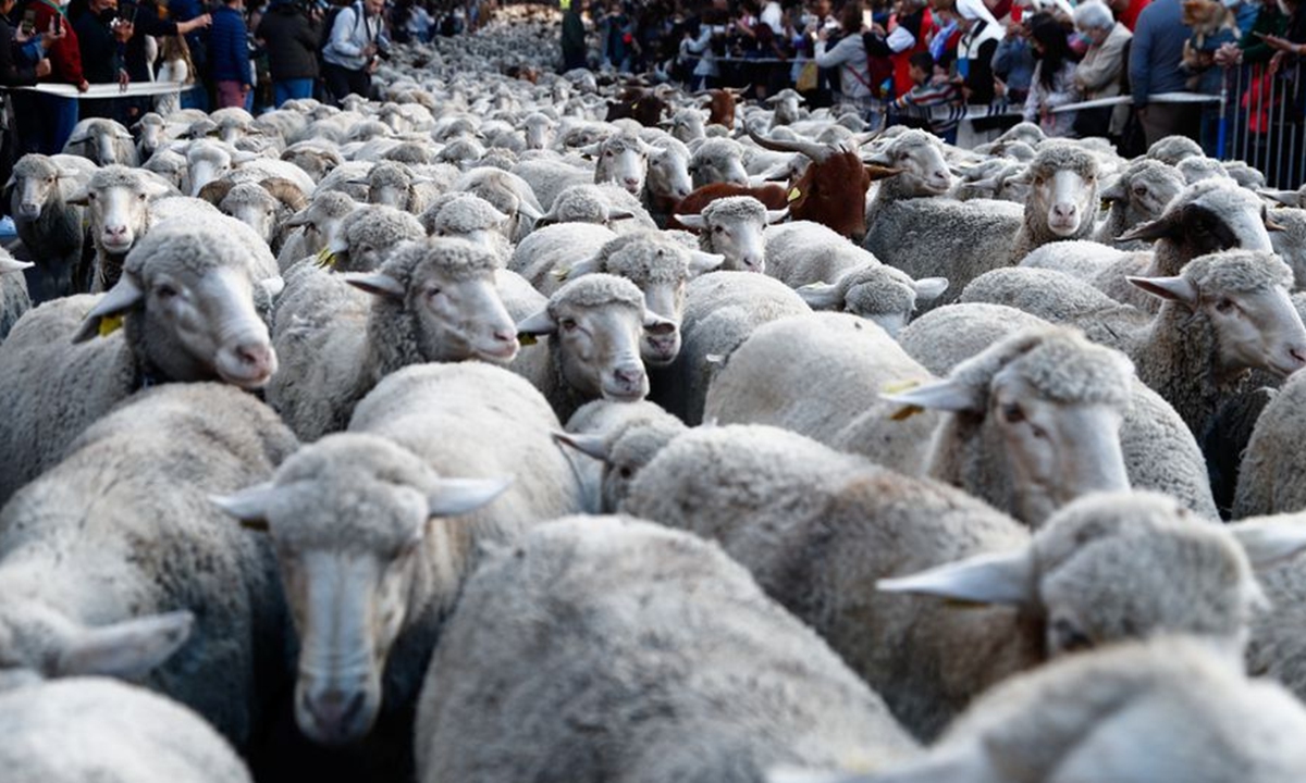 People watch a flock of sheep during the annual parade on the streets of Madrid, as shepherds demand to exercise their right to use traditional migration routes for their livestock from northern Spain to winter grazing pasture land in southern Spain, October 24, 2021. Photo: Reuters
