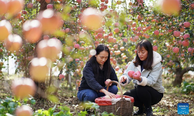 Tourists sort apples picked at an orchard in Gangdi Village of Neiqiu County in Xingtai City, north China's Hebei Province, Oct. 27, 2021. Local farmers started to harvest 3,500 mu (about 233 hectare) of apple recently.(Photo: Xinhua)