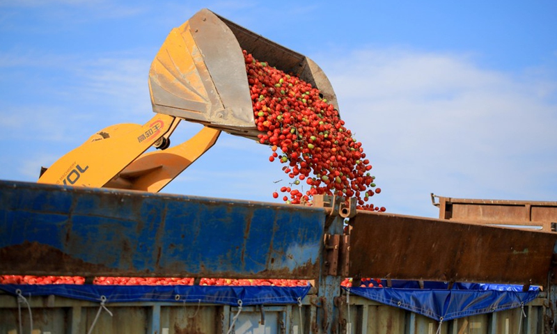 Tomatoes are loaded onto a truck in Bohu County, northwest China's Xinjiang Uygur Autonomous Region, Aug. 5, 2020. Over 1,000 hectares of tomatoes for further processing have entered the mature season in the county at present.(Photo: Xinhua)