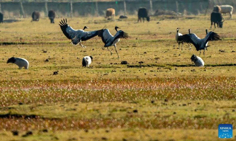 Black-necked cranes are seen at the Napa Lake Nature Reserve in Shangri-la of Diqing Tibetan Autonomous Prefecture, southwest China's Yunnan Province, Oct. 29, 2021. More than 200 black-necked cranes have been spotted arriving at the Napa Lake Nature Reserve for wintering.Photo:Xinhua