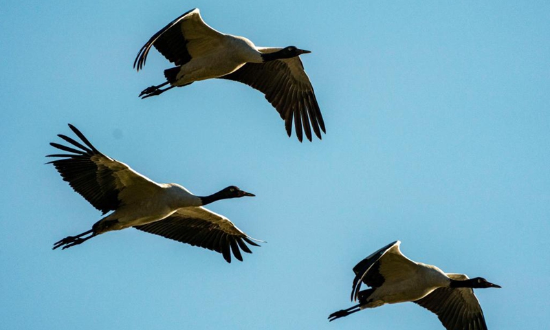 Black-necked cranes are seen at the Napa Lake Nature Reserve in Shangri-la of Diqing Tibetan Autonomous Prefecture, southwest China's Yunnan Province, Oct. 29, 2021. More than 200 black-necked cranes have been spotted arriving at the Napa Lake Nature Reserve for wintering.Photo:Xinhua