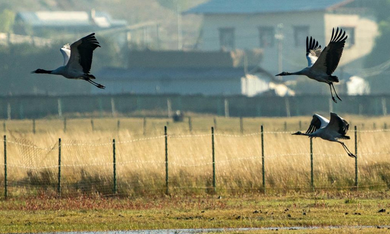 Black-necked cranes are seen at the Napa Lake Nature Reserve in Shangri-la of Diqing Tibetan Autonomous Prefecture, southwest China's Yunnan Province, Oct. 29, 2021. More than 200 black-necked cranes have been spotted arriving at the Napa Lake Nature Reserve for wintering.Photo:Xinhua