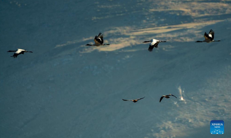 Black-necked cranes are seen at the Napa Lake Nature Reserve in Shangri-la of Diqing Tibetan Autonomous Prefecture, southwest China's Yunnan Province, Oct. 29, 2021. More than 200 black-necked cranes have been spotted arriving at the Napa Lake Nature Reserve for wintering.Photo:Xinhua
