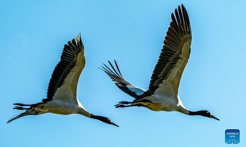 Black-necked cranes are seen at the Napa Lake Nature Reserve in Shangri-la of Diqing Tibetan Autonomous Prefecture, southwest China's Yunnan Province, Oct. 29, 2021. More than 200 black-necked cranes have been spotted arriving at the Napa Lake Nature Reserve for wintering.Photo:Xinhua