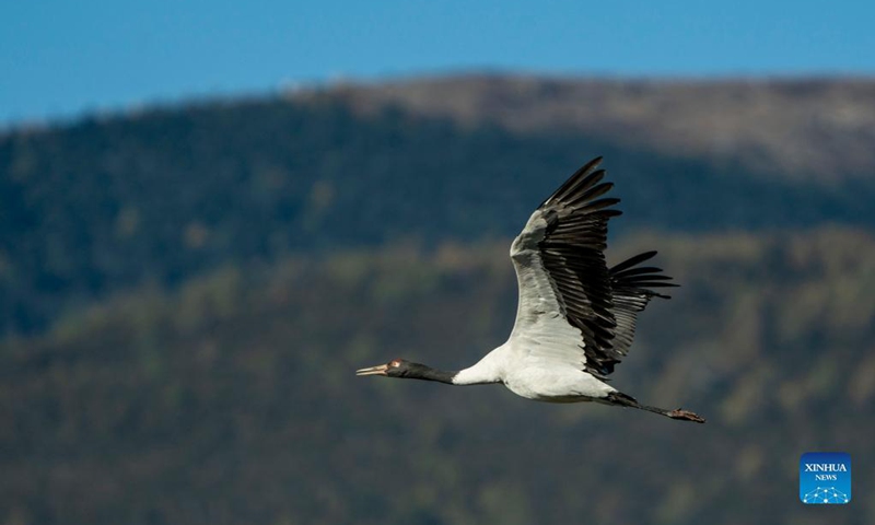 Black-necked cranes are seen at the Napa Lake Nature Reserve in Shangri-la of Diqing Tibetan Autonomous Prefecture, southwest China's Yunnan Province, Oct. 29, 2021. More than 200 black-necked cranes have been spotted arriving at the Napa Lake Nature Reserve for wintering.Photo:Xinhua
