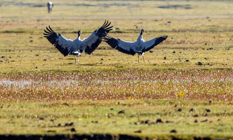 Black-necked cranes are seen at the Napa Lake Nature Reserve in Shangri-la of Diqing Tibetan Autonomous Prefecture, southwest China's Yunnan Province, Oct. 29, 2021. More than 200 black-necked cranes have been spotted arriving at the Napa Lake Nature Reserve for wintering.Photo:Xinhua