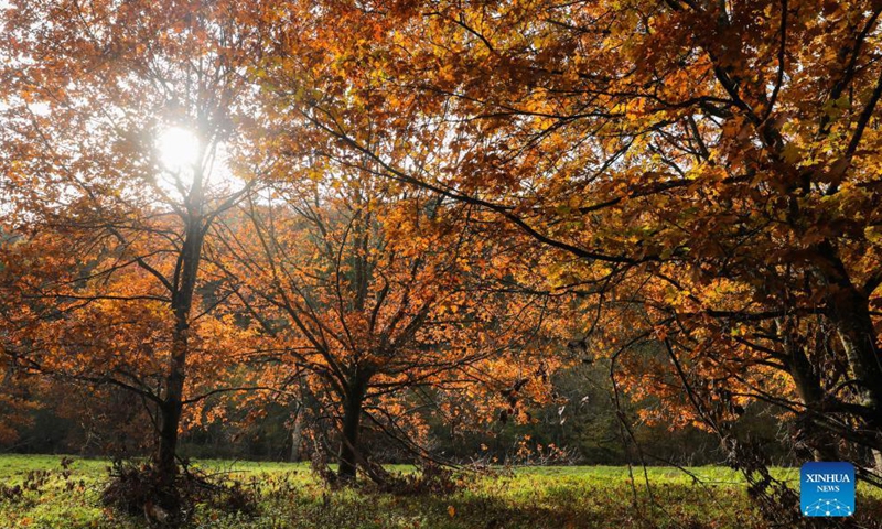 Photo taken on Oct. 31, 2021 shows an autumn scenery in the nature reserve of Park Furfooz in Dinant, Walloon Region, Belgium.Photo:Xinhua