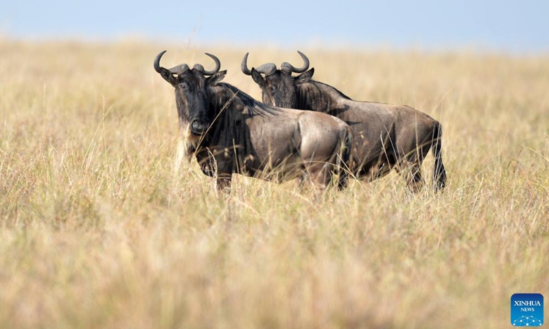 Wildebeests are seen at the Maasai Mara National Reserve, Kenya, in this file photo taken on Aug. 31, 2021. The sight of brown grassland that greets visitors to the well-known Maasai Mara game reserve in southwestern Kenya reaffirms a growing consensus that dry spells have taken a toll on the pristine haven for iconic wildlife species. (Xinhua)