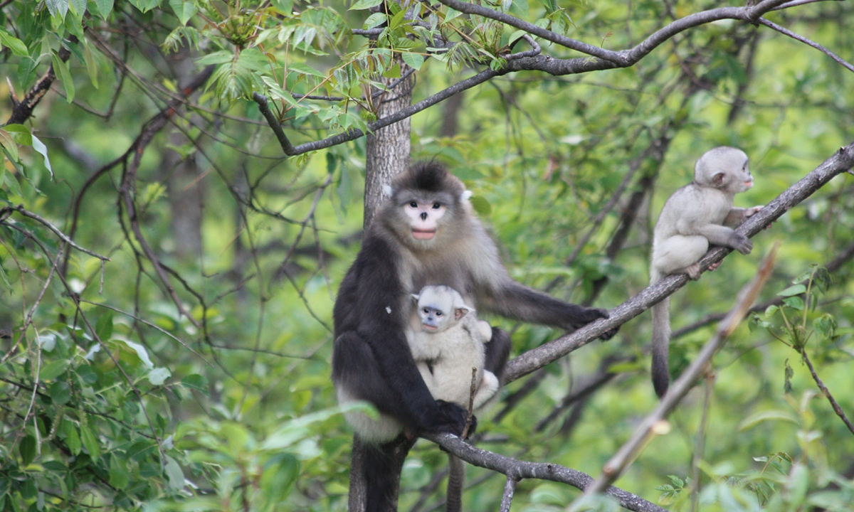 The black snub-nosed monkey, known as the Yunnan snub-nosed monkey, lives in a narrow corridor area stretching from Mangkang county in Southwest China's Tibet Autonomous Region to Yunlong County, Southwest China's Yunnan. Photo: Courtesy of He Xinming