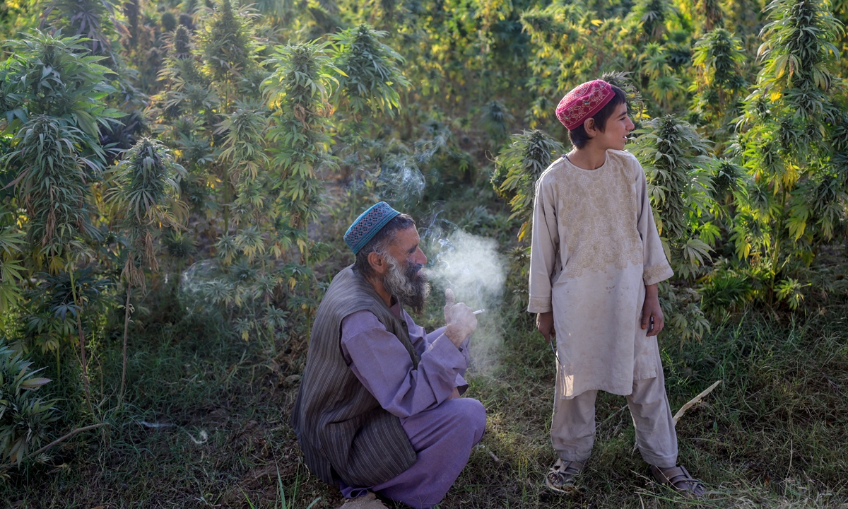 A man smokes while working with his son in a cannabis field in the outskirts of Kandahar, Afghanistan, on October 28, 2021. Photo: AFP
