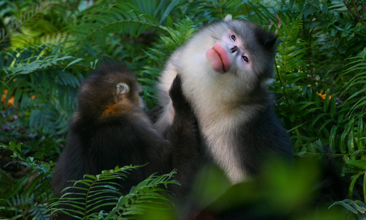 The black snub-nosed monkey, known as the Yunnan snub-nosed monkey, lives in a narrow corridor area stretching from Mangkang county in Southwest China's Tibet Autonomous Region to Yunlong County, Southwest China's Yunnan. Photo: Courtesy of Peng Jiansheng