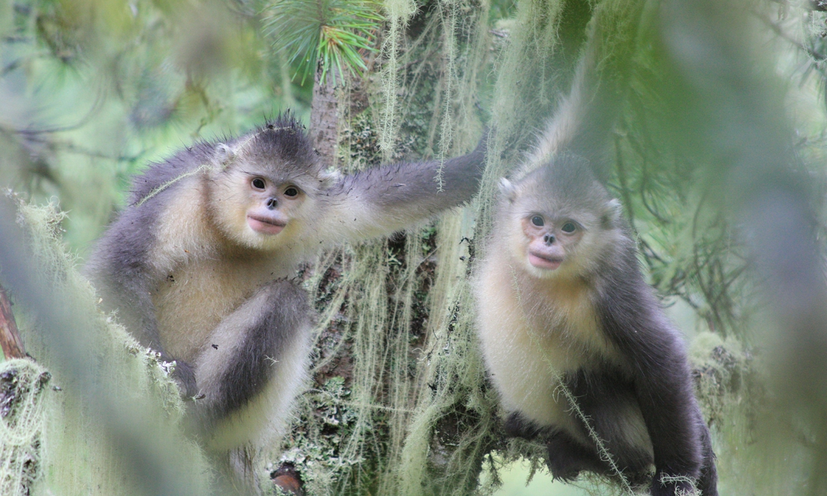 The black snub-nosed monkey, known as the Yunnan snub-nosed monkey, lives in a narrow corridor area stretching from Mangkang county in Southwest China's Tibet Autonomous Region to Yunlong County, Southwest China's Yunnan. Photo: Courtesy of He Xinming