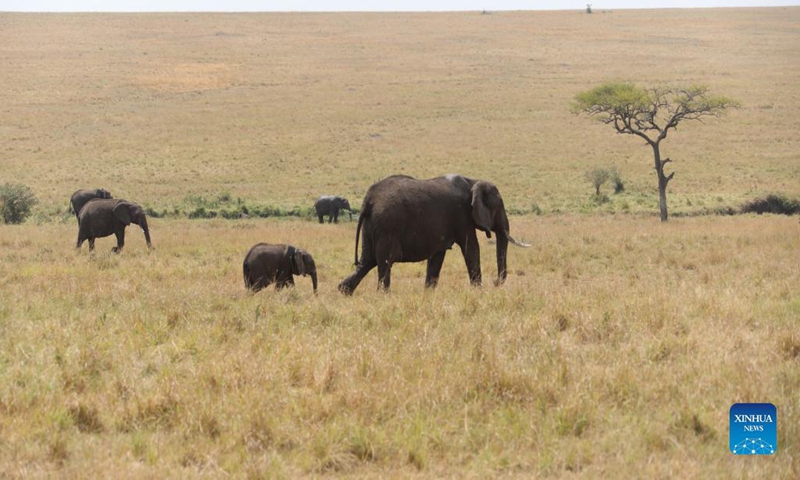 Elephants are seen at the Maasai Mara National Reserve, Kenya, in this file photo taken on Aug. 31, 2021. The sight of brown grassland that greets visitors to the well-known Maasai Mara game reserve in southwestern Kenya reaffirms a growing consensus that dry spells have taken a toll on the pristine haven for iconic wildlife species. (Xinhua)