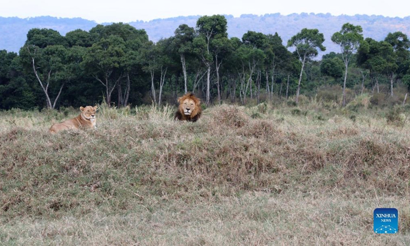 Lions are seen at the Maasai Mara National Reserve, Kenya, in this file photo taken on Aug. 30, 2021. The sight of brown grassland that greets visitors to the well-known Maasai Mara game reserve in southwestern Kenya reaffirms a growing consensus that dry spells have taken a toll on the pristine haven for iconic wildlife species (Xinhua)